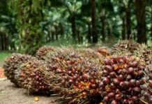 Apksindo Babel: Harga TBS Kelapa Sawit Masih Rendah
