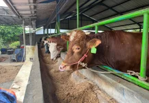 Pemkot PangkalHewan Kurban di Wilayahnya Sehat