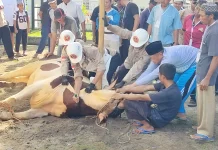 Pemkab Belitung Sembelih Enam Sapi Kurban Iduladha 1447 H