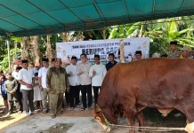 Bupati Beltim Serahkan Sapi Kurban Presiden RI ke Masjid Al-Fallah Desa Senyubuk