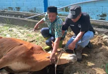 Pokja Wartawan Belitung Sembelih Sapi Kurban