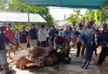 Pengurus Masjid Bersyukur Terima Sapi Kurban Presiden