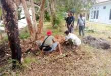 Pokja Wartawan Beltim Kurban 1 Ekor Sapi