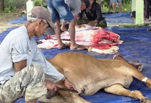 PT TIM Salurkan Tiga Sapi Kurban untuk Warga Belitung dan Beltim