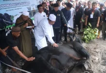 Sapi Kurban Bantuan Presiden Prabowo untuk Pangkalpinang Disembelih