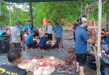 Yayasan Bahrul Ulum Sungailiat Kurban 4 Sapi dan 14 Kambing