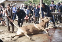 Hari Kedua Iduladha, Masjid Al Istiqomah Petaling Sembelih 22 Hewan Kurban
