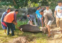 SLB Manggar Belitung Timur Bagikan Daging Kurban untuk 131 Siswa