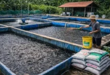 Pemkab Bateng Kembangkan Sektor Perikanan Klaster Budidaya Ikan
