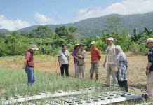 Bateng Dijadikan Sentra Pengembangan Bawang Merah & Cabai di Bangka Belitung