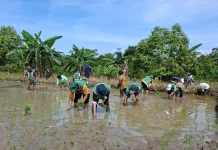 Desa Kerakas Perkuat Ketahanan Pangan dengan Gerakan Tanam Padi