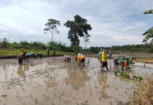 Gunakan Varietas Inpari 32, Petani Kerakas Bidik Hasil Panen Maksimal