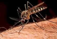 Dinkes Bateng Terapkan Surveilans Malaria Libatkan Faskes & OPD
