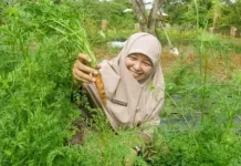 DPKP Yakin Wortel Bisa Menjadi Komoditas Unggulan Pertanian Bateng