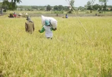 Ratusan Petani Padi di Babar Mendapat Bantuan Pupuk Subsidi dari Pemda