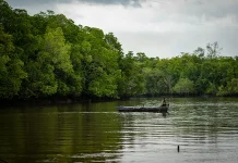 Pemprov Babel Targetkan Pengelolaan Mangrove Terpadu Berkelanjutan