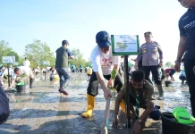 Pemprov Babel Tanam Ribuan Bibit Mangrove