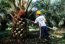 Bupati Algafry Siap Tindak Tegas Perusahaan yang Tidak Patuh Ketentuan Harga TBS