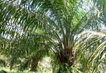 Perusahaan Sawit Wajib Patuh pada Harga TBS