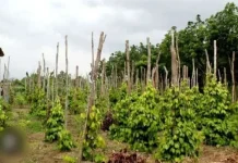 Bangka Pulihkan Kejayaan Lada Putih lewat Sinergi Multipihak