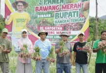 Bupati Algafry Panen Bawang Merah & Semangka di Lubuk Besar