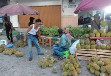 Puncak Musim Durian di Bangka Dua Pekan Lagi