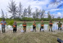 PLN Tanam 500 Pohon Bakau di Pantai Takari Sungailiat