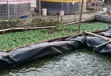 Peternak Lele Rambak Sukses Pasok Pasar Sungailiat