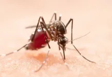 Jangan Nunggu Fogging, Warga Diminta Buang Genangan Air