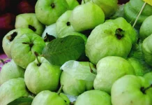 Pedagang Buah, Ellen: Permintaan Jambu Biji Meningkat