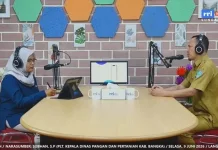 Bangka Belum Swasembada  Beras dan Daging Sapi