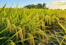 Produksi Beras Lokal Bangka Baru Capai 20 persen