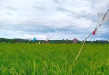 Bangka Optimalisasi Luas Lahan Sawah 214 hektar
