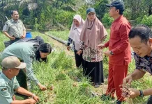Bupati Algafry Panen Bawang Merah di Lubuk Besar