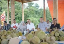Gelar Tradisi 'Sedekah Kelekak', Warga Aik Mesu' Bagi 2.000 Butir Duren Gratis