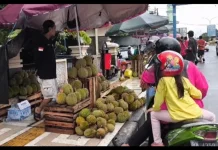 Rp28 juta Disiapkan untuk Hadiah Kontes Durian Babel 2026