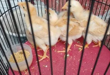 Pilih Pelihara Ayam untuk Ketahanan Pangan Mandiri