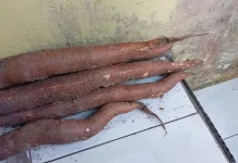 Singkong Masih Diminati di tengah Gempuran Kuliner Modern