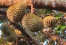 Musim Durian Diserbu Peminat, Pedagang Musiman Kebanjiran Pembeli