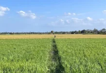 Bateng Miliki Lahan Sawah Potensial 258 Hektar