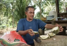 Petani Durian Mandiri Raup Omzet Ratusan Ribu per Hari