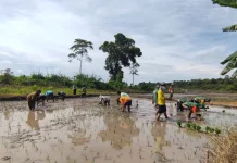 Kemarau Panjang Diperkirakan Terjadi hingga Oktober