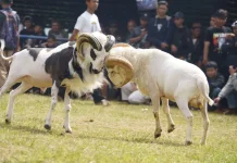 Mengenal Domba Garut, Tradisi Budaya dari Tanah Sunda