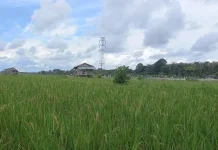 Petani Diminta Atur Waktu Tanam Hadapi Musim Kemarau