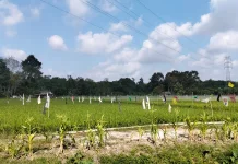 Bangka Perkuat Kolaborasi Ribuan Petani, Optimalisasi Lahan Sawah