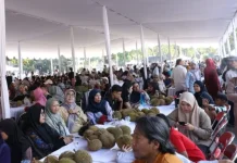 15 Ribu Durian Kelekak Dihabiskan Ribuan Warga Babel di Yogyakarta