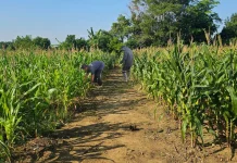 Jagung Hibrida Budidaya Lapas Pangkalpinang Siap Dipanen Akhir Juli