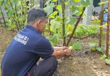 Mentimun Giok jadi Komoditas Baru Pembinaan Kemandirian Lapas Pangkalpinang