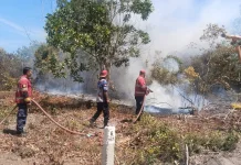 BPBD Belitung Catat 92 Kebakaran Lahan Terjadi sejak Januari 2026