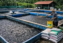 Bangka Tengah Kembangkan Klaster Perikanan Budidaya Terintegrasi